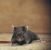 Tigerville Rodent Exclusion by Panther Pest Control LLC